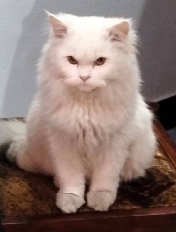 persian male triple coated cat 2