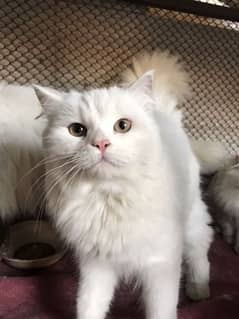 PERSIAN CATS FOR SALE