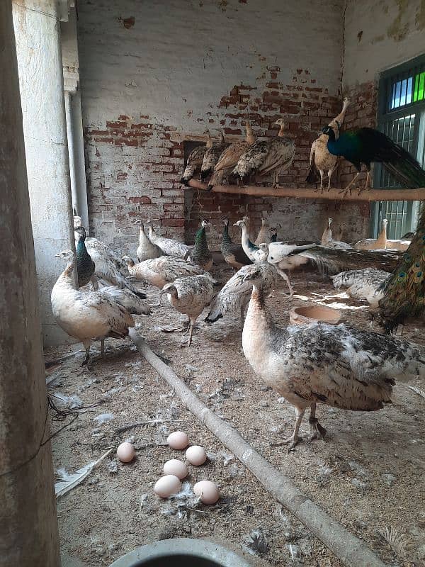 Peacocks Eggs Fresh and fertile 2