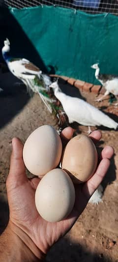 Peacocks Eggs Fresh and fertile