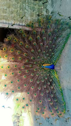 peacock