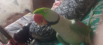 Raw parrot