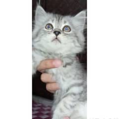 Russian cat age 2 year.  contact number :- 0323 4208291