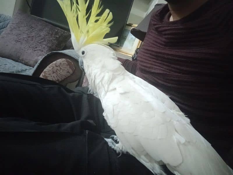 tritron cockatoo 0