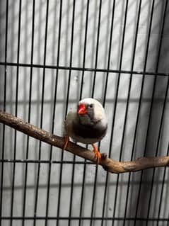 all breeder birds for sale enjoy offer (read add)