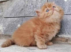 Persian kitten