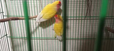 common lutino Breeder pair