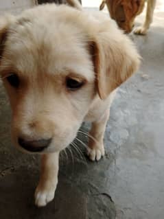 Labrador female available