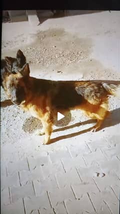 German shepherd  pink pedigree pkc