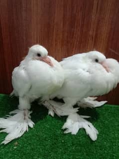 Pigeon Pom and Sherazi chicks