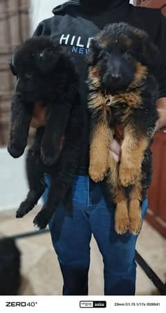 long coat German Shepherd pedigree puppies