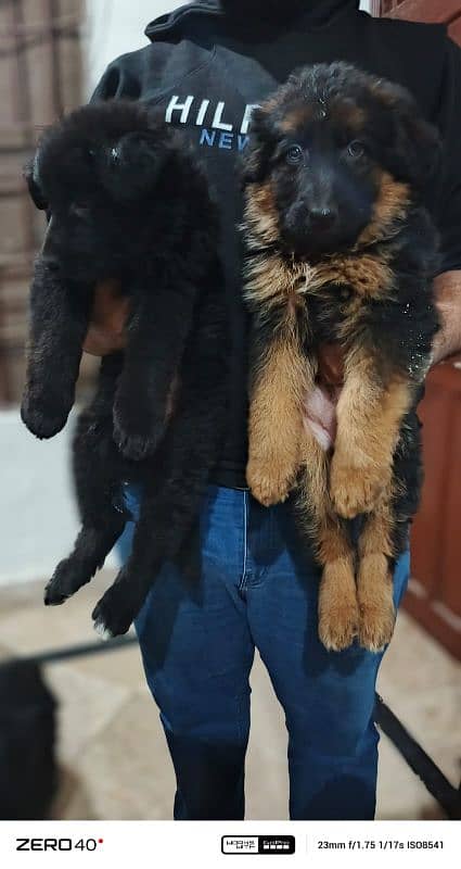 long coat German Shepherd pedigree puppies 0