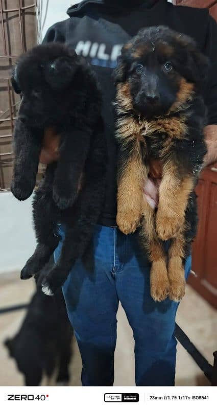 long coat German Shepherd pedigree puppies 1