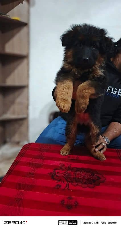 long coat German Shepherd pedigree puppies 2