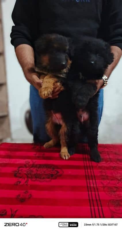 long coat German Shepherd pedigree puppies 5