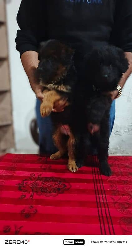 long coat German Shepherd pedigree puppies 6