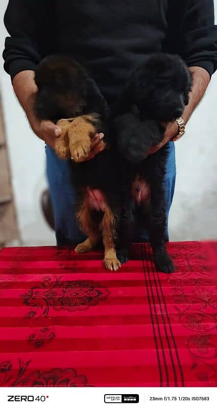 long coat German Shepherd pedigree puppies 7