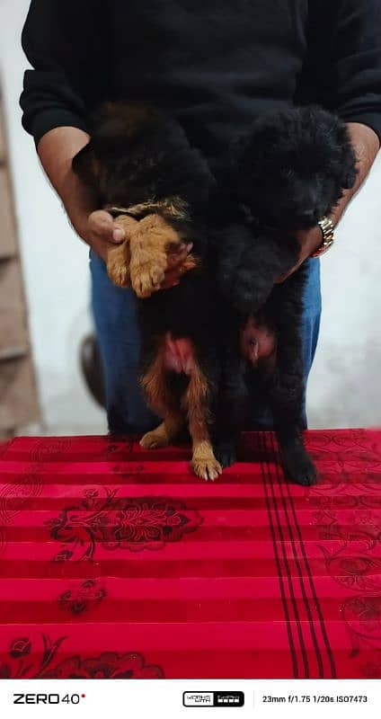 long coat German Shepherd pedigree puppies 8