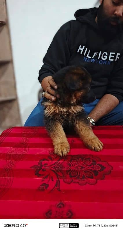 long coat German Shepherd pedigree puppies 9