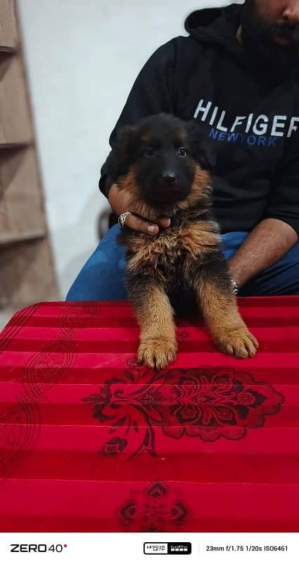 long coat German Shepherd pedigree puppies 10