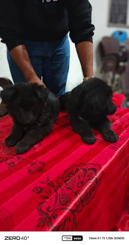 long coat German Shepherd pedigree puppies 12