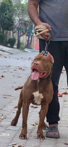 XL SIZE Male Pitbull  03333175111