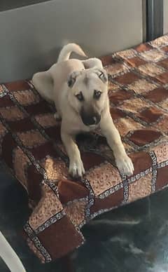 Khurdish Kangal 5 Month Age