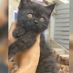 black Persian kitten triple coded available very friendly 03304317241