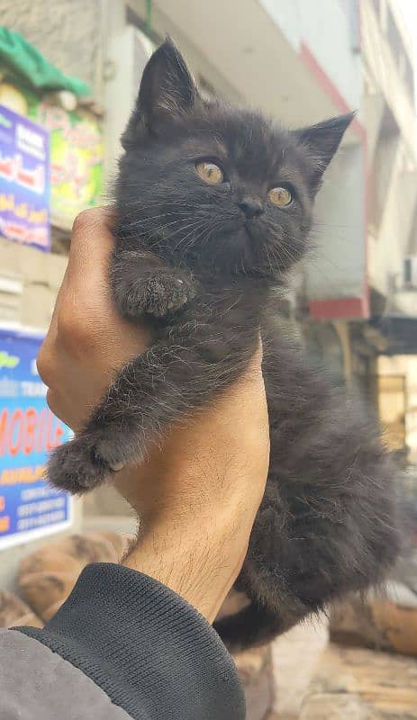 black Persian kitten triple coded available very friendly 03304317241 1