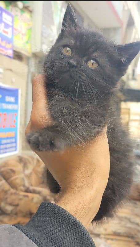 black Persian kitten triple coded available very friendly 03304317241 2