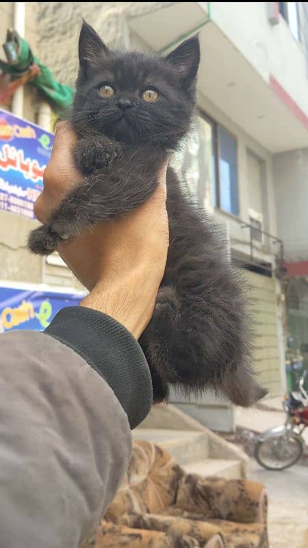 black Persian kitten triple coded available very friendly 03304317241 3