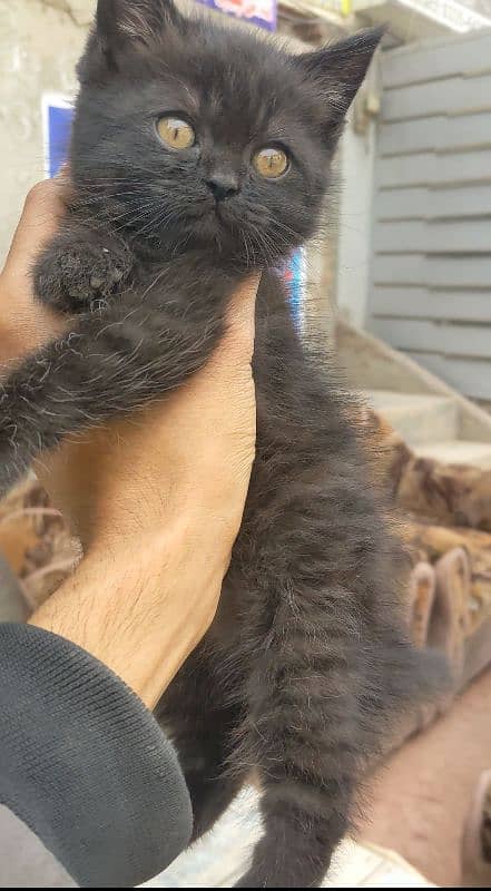 black Persian kitten triple coded available very friendly 03304317241 4