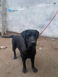 Labrador 0323-4683741