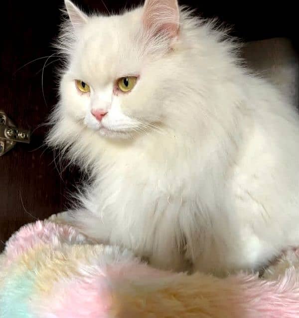 double coated Persian cat 0