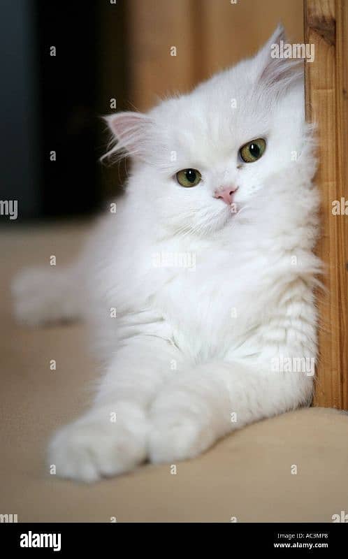 double coated Persian cat 3