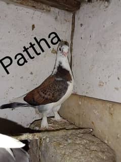 Santient Pigeons For Sale 1500 Per PIECE saray leny waly ko Discount