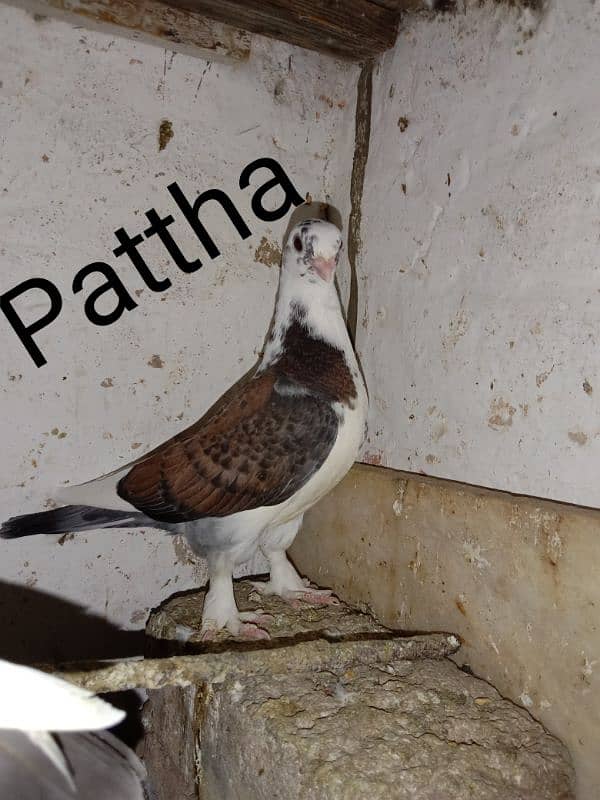 Santient Pigeons For Sale 1500 Per PIECE saray leny waly ko Discount 0