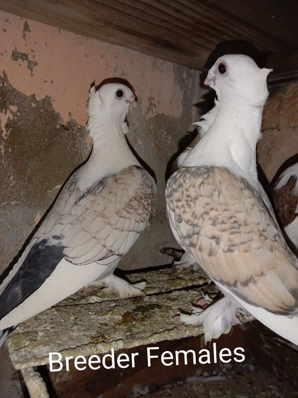 Santient Pigeons For Sale 1500 Per PIECE saray leny waly ko Discount 3