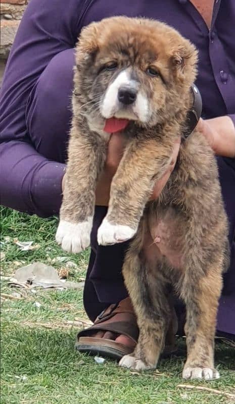 pure Afghan kuchy kaddy pior 2 month sequrty dogs for sale 4