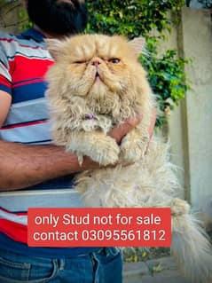 03095561812 Piki face Male Cat