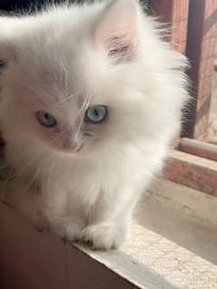 Persian Kitten | Blue eyes | tripple coated |  kitten For Sale