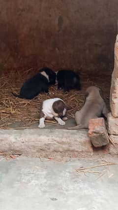 pitbull female puppies