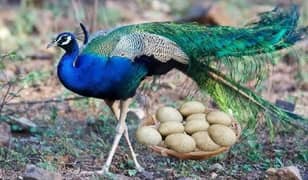 Fresh and Fertile peacocks Eggs - Moor k ande