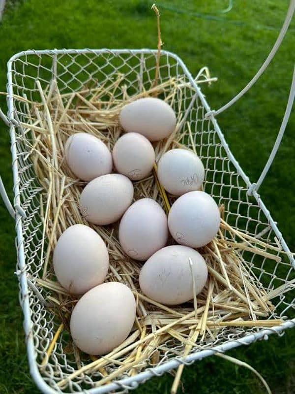 Fresh and Fertile peacocks Eggs - Moor k ande 1