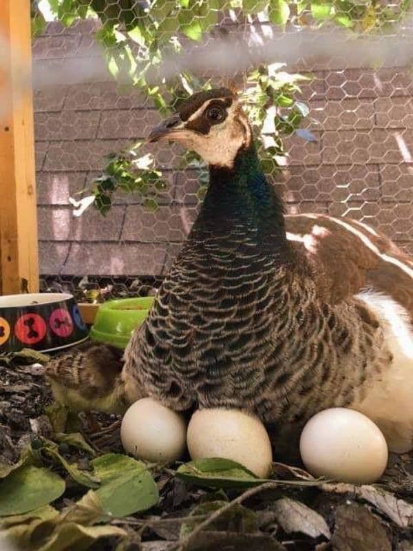 Fresh and Fertile peacocks Eggs - Moor k ande 2