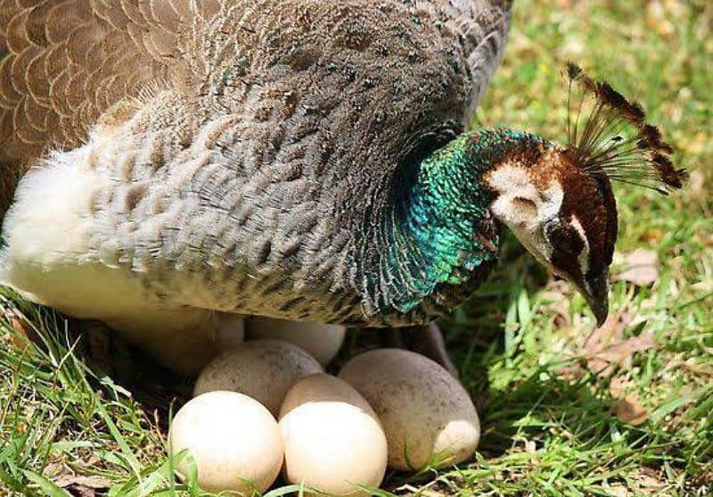 Fresh and Fertile peacocks Eggs - Moor k ande 3