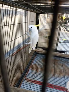 cockatoo