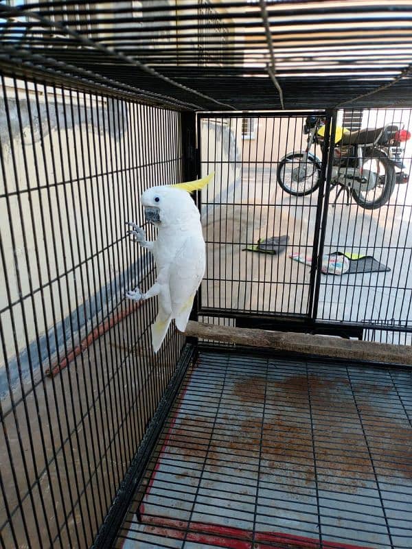 cockatoo available contact on 03005308262 1