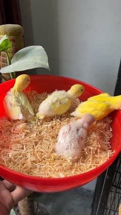 Cocktail Nd Lovebird Chicks For Handtamed