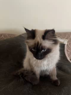 6 months old siamese baby cat